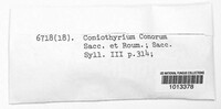 Coniothyrium conorum image